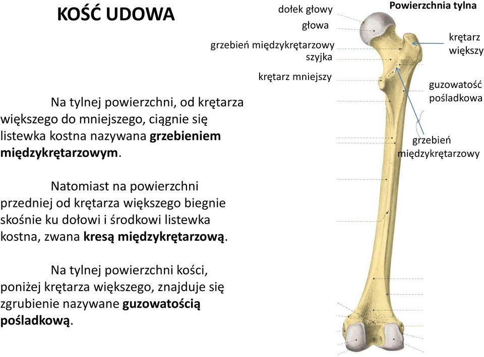 dołek głowy głowa grzebieo międzykrętarzowy szyjka krętarz mniejszy Powierzchnia tylna krętarz większy guzowatośd pośladkowa grzebieo