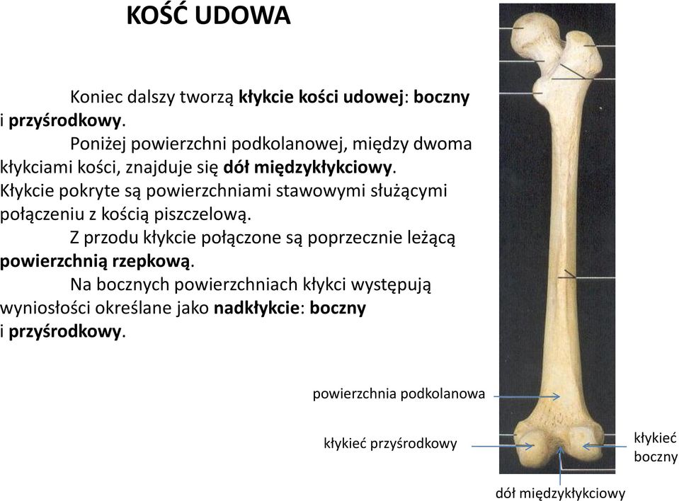 Kłykcie pokryte są powierzchniami stawowymi służącymi połączeniu z kością piszczelową.