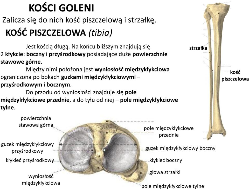 Między nimi położona jest wyniosłośd międzykłykciowa ograniczona po bokach guzkami międzykłykciowymi przyśrodkowym i bocznym.