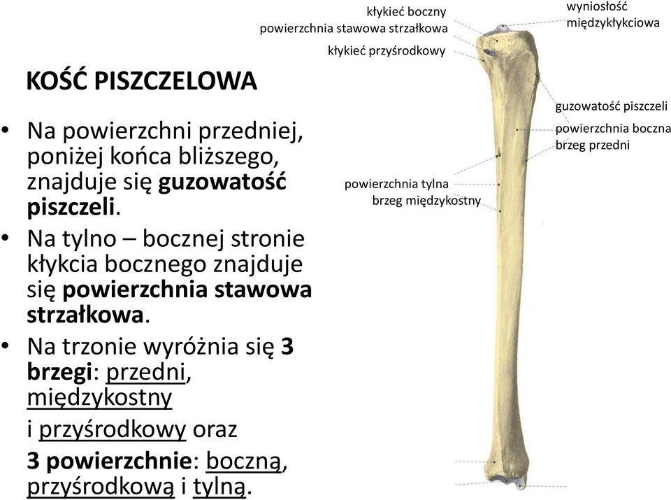 Na trzonie wyróżnia się 3 brzegi: przedni, międzykostny i przyśrodkowy oraz 3 powierzchnie: boczną, przyśrodkową i tylną.