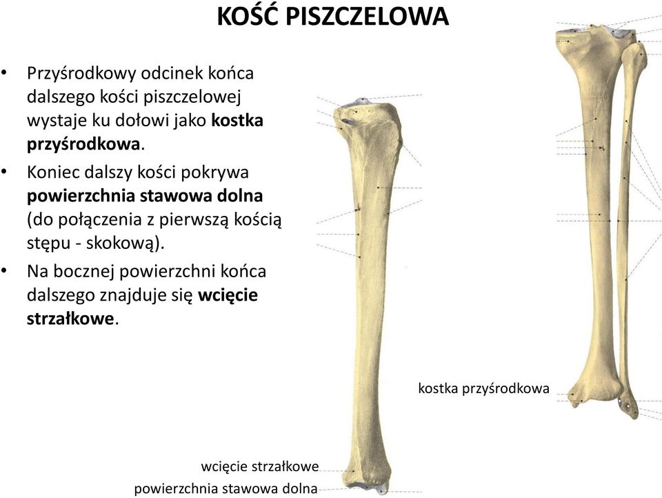 Koniec dalszy kości pokrywa powierzchnia stawowa dolna (do połączenia z pierwszą kością