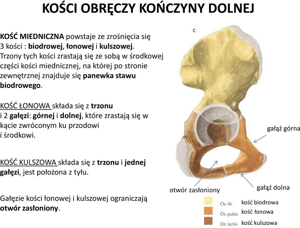 KOŚĆ ŁONOWA składa się z trzonu i 2 gałęzi: górnej i dolnej, które zrastają się w kącie zwróconym ku przodowi i środkowi.