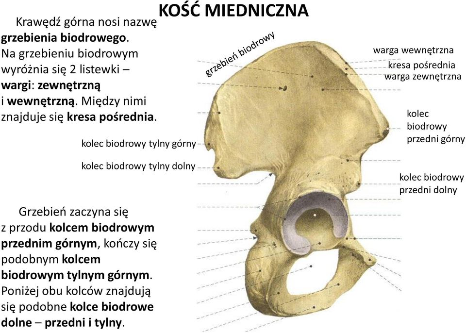 SZKIELET KOOCZYNY DOLNEJ - PDF Darmowe pobieranie