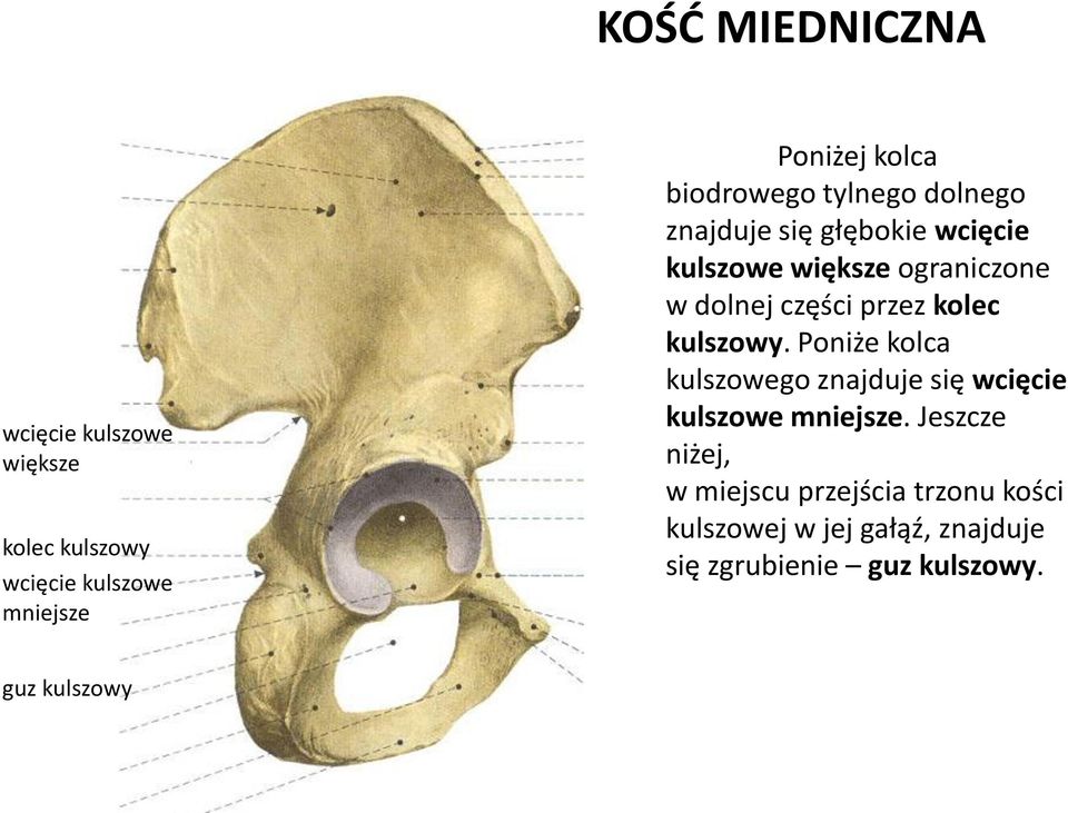 przez kolec kulszowy. Poniże kolca kulszowego znajduje się wcięcie kulszowe mniejsze.