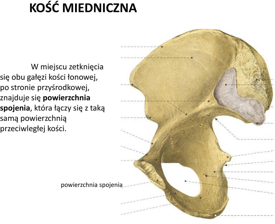 się powierzchnia spojenia, która łączy się z taką