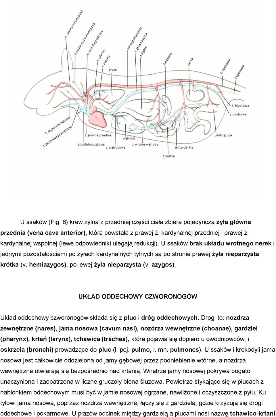 hemiazygos), po lewej żyła nieparzysta (v. azygos). UKŁAD ODDECHOWY CZWORONOGÓW Układ oddechowy czworonogów składa się z płuc i dróg oddechowych.