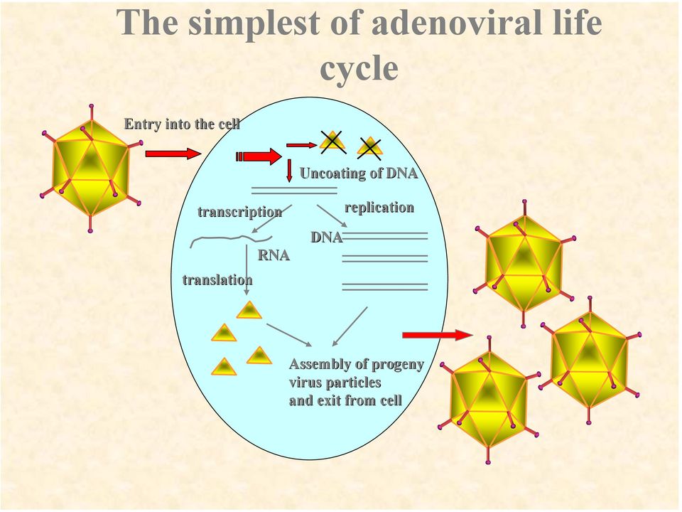 transcription translation RNA DNA