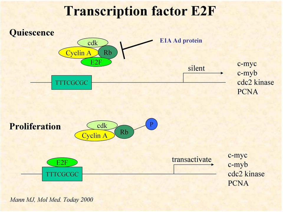 PCNA Proliferation cdk Cyclin A Rb P E2F TTTCGCGC Mann