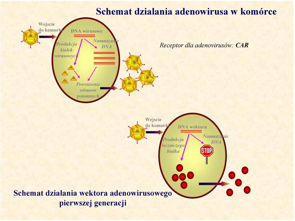Powstawnie wirusow potomnych Wejscie do komorki DNA wektora Produkcja