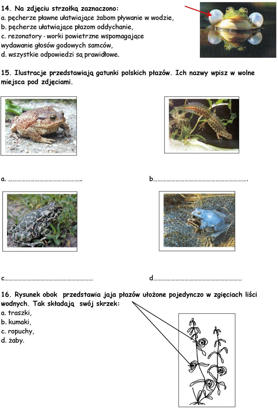 wszystkie odpowiedzi są prawidłowe. 15. Ilustracje przedstawiają gatunki polskich płazów.