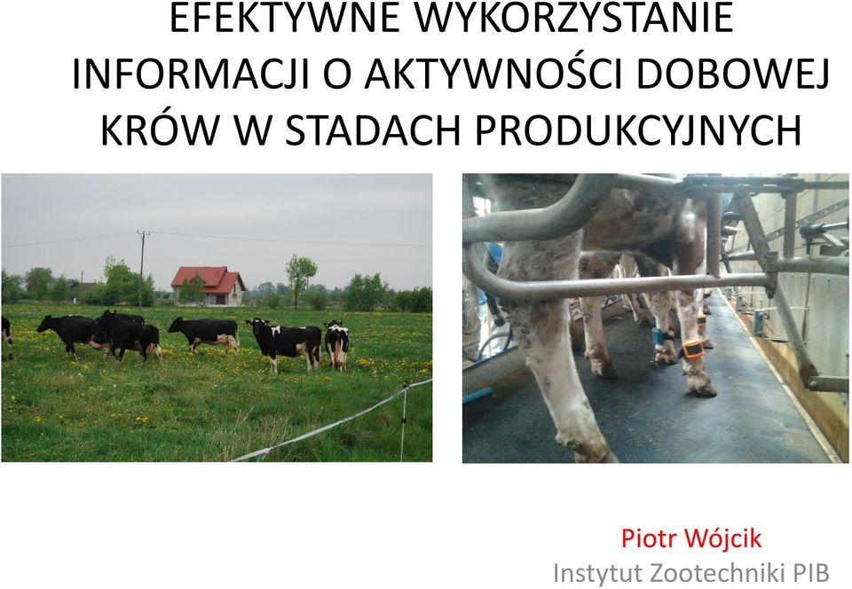 DOBOWEJ KRÓW W STADACH