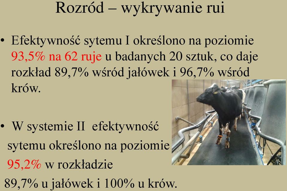 jałówek i 96,7% wśród krów.