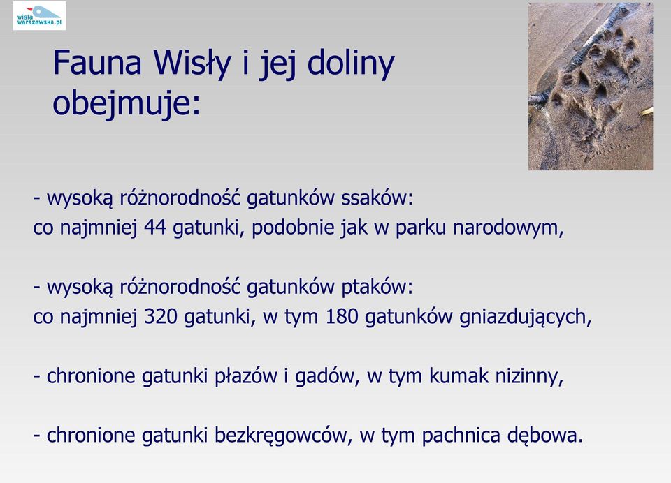 najmniej 320 gatunki, w tym 180 gatunków gniazdujących, - chronione gatunki płazów i