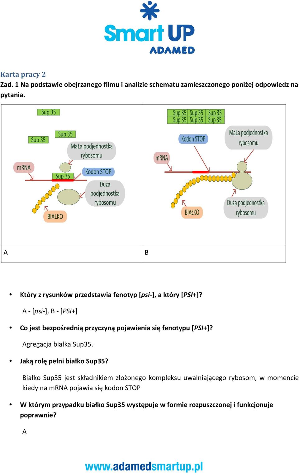 [psi- ], a który [PSI+]? A - [psi- ], B - [PSI+] Co jest bezpośrednią przyczyną pojawienia się fenotypu [PSI+]? Agregacja białka Sup35.