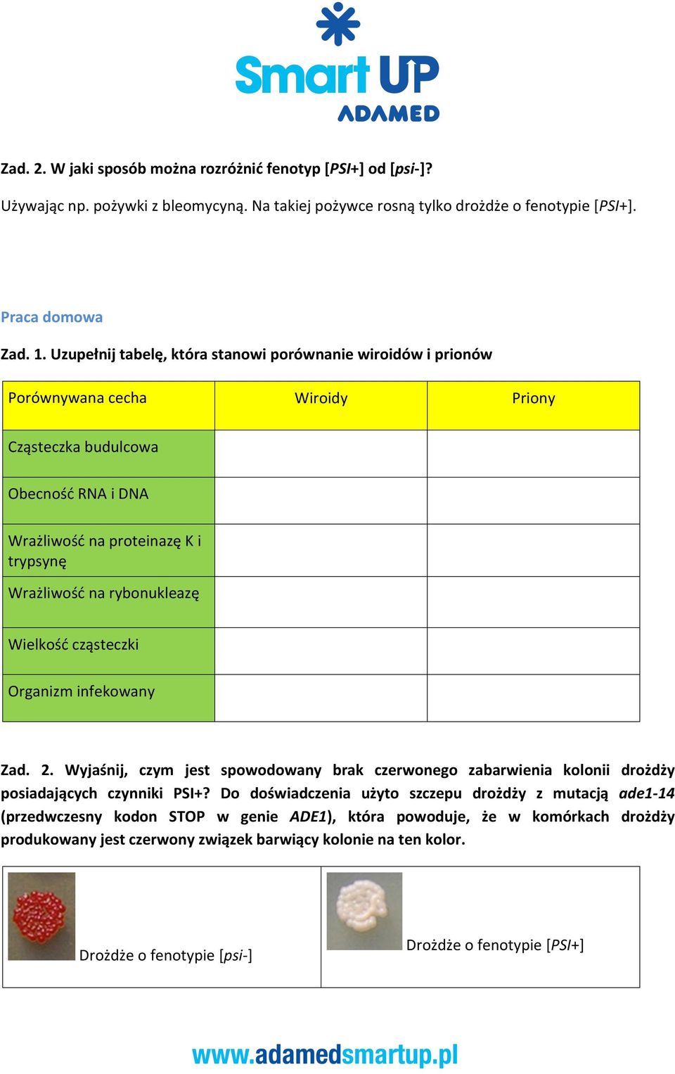 rybonukleazę Wielkość cząsteczki Organizm infekowany Zad. 2. Wyjaśnij, czym jest spowodowany brak czerwonego zabarwienia kolonii drożdży posiadających czynniki PSI+?