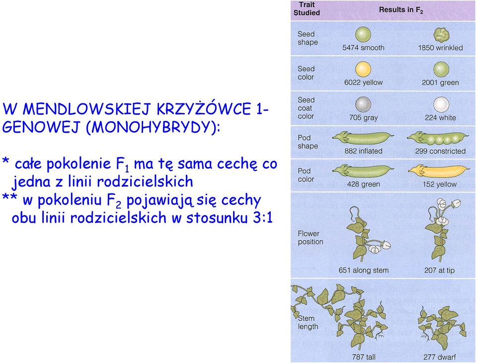 cechę co jedna z linii rodzicielskich ** w