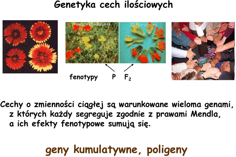 których każdy segreguje zgodnie z prawami Mendla, a