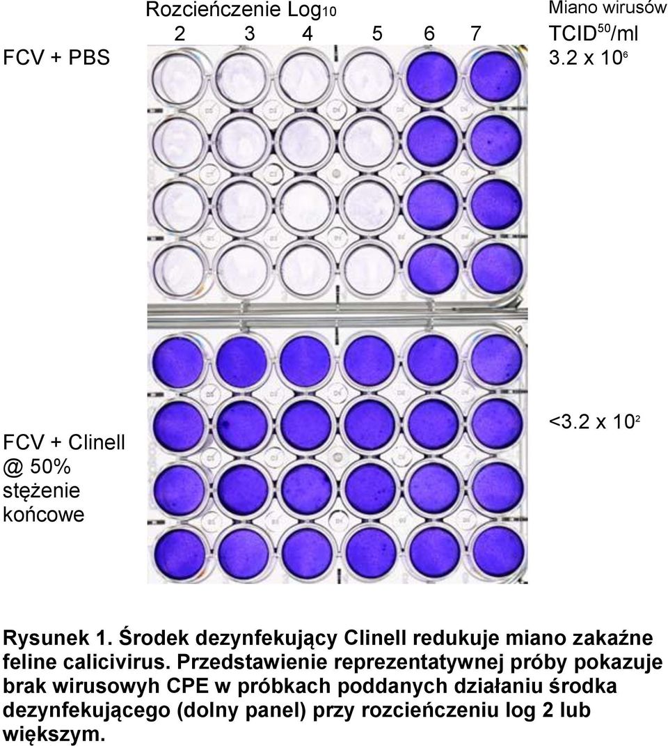 Środek dezynfekujący Clinell redukuje miano zakaźne feline calicivirus.