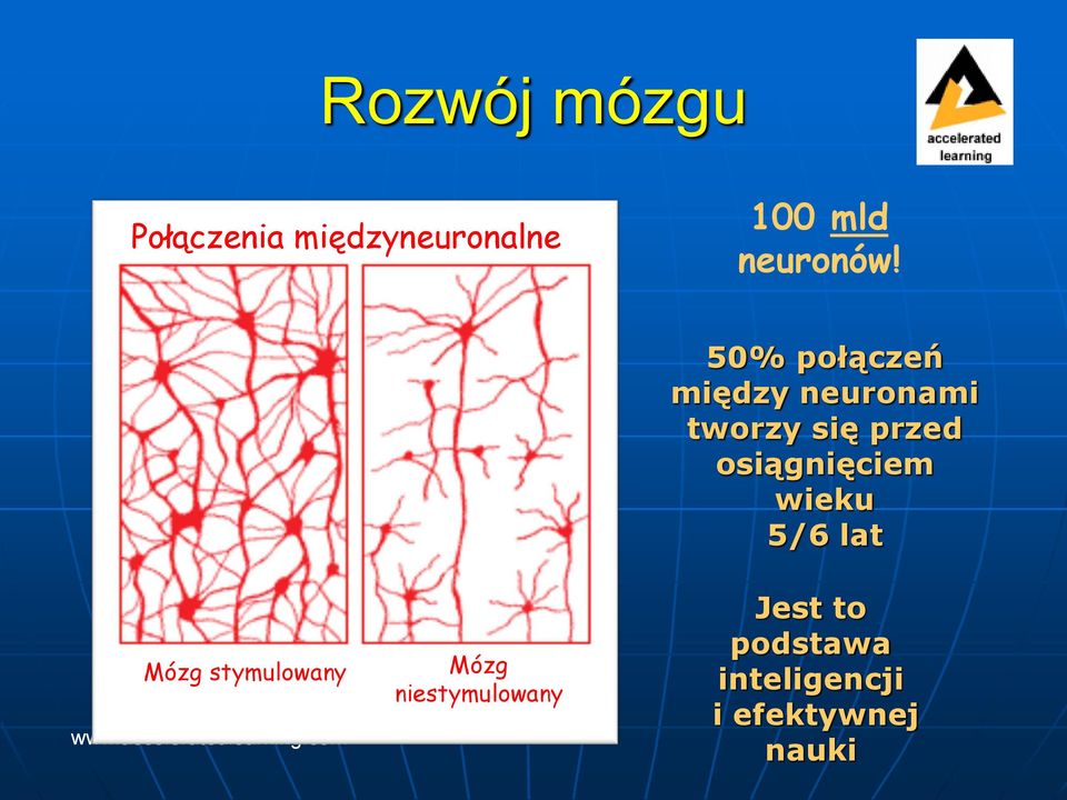 50% połączeń między neuronami tworzy się przed