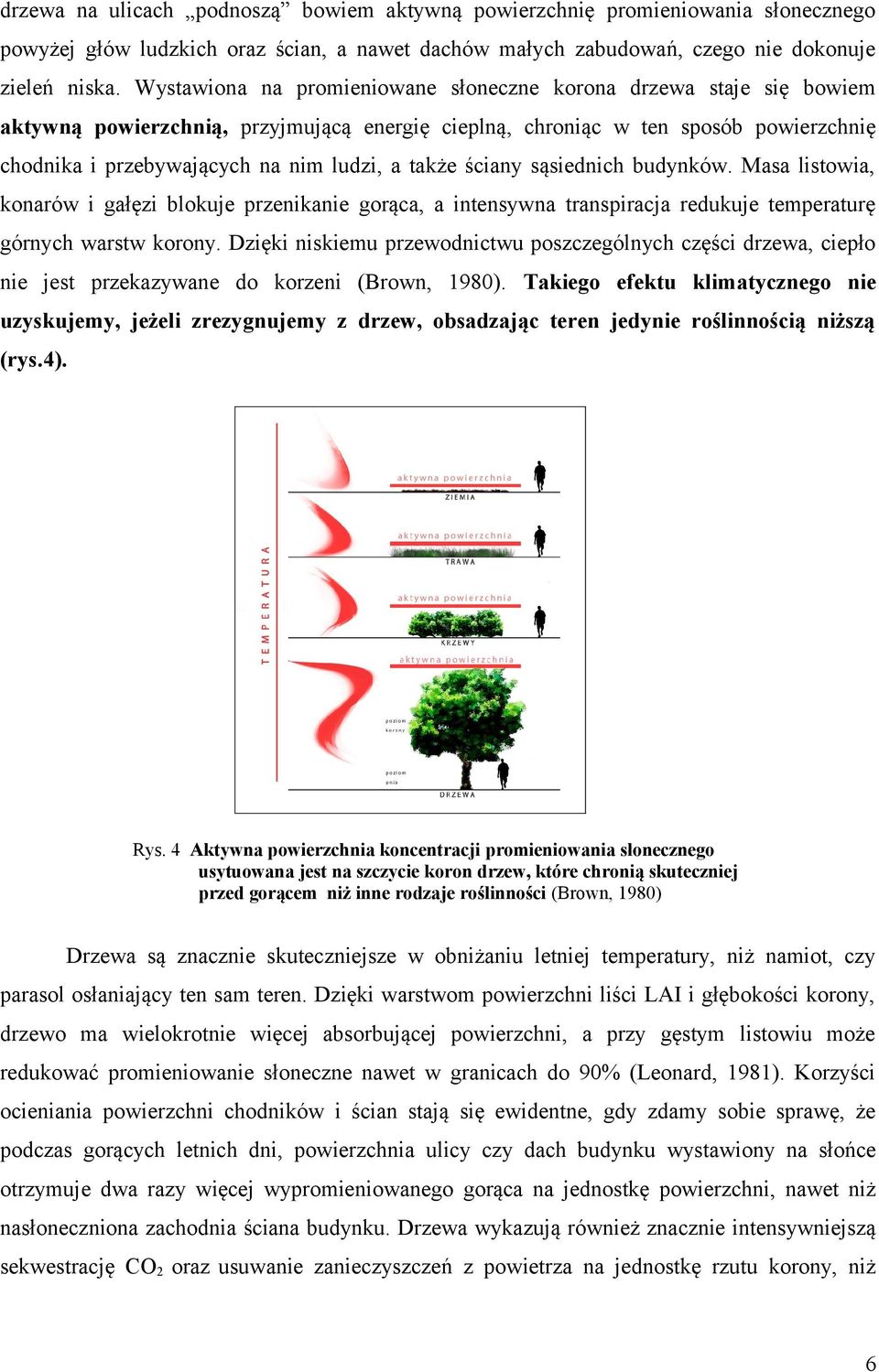 także ściany sąsiednich budynków. Masa listowia, konarów i gałęzi blokuje przenikanie gorąca, a intensywna transpiracja redukuje temperaturę górnych warstw korony.