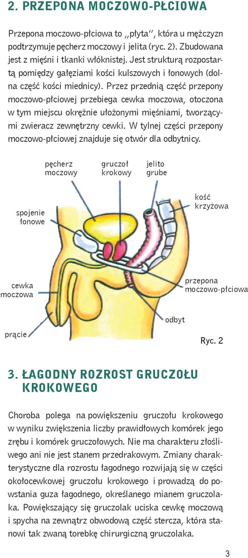 Przez przednią część przepony moczowo-płciowej przebiega cewka moczowa, otoczona w tym miejscu okrężnie ułożonymi mięśniami, tworzącymi zwieracz zewnętrzny cewki.