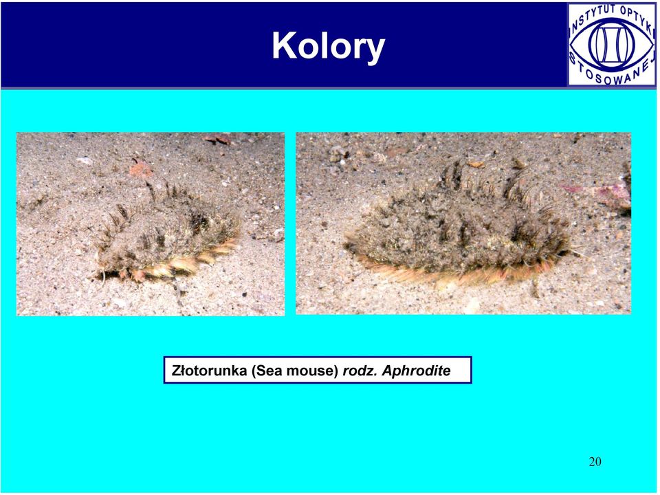 (Sea mouse)