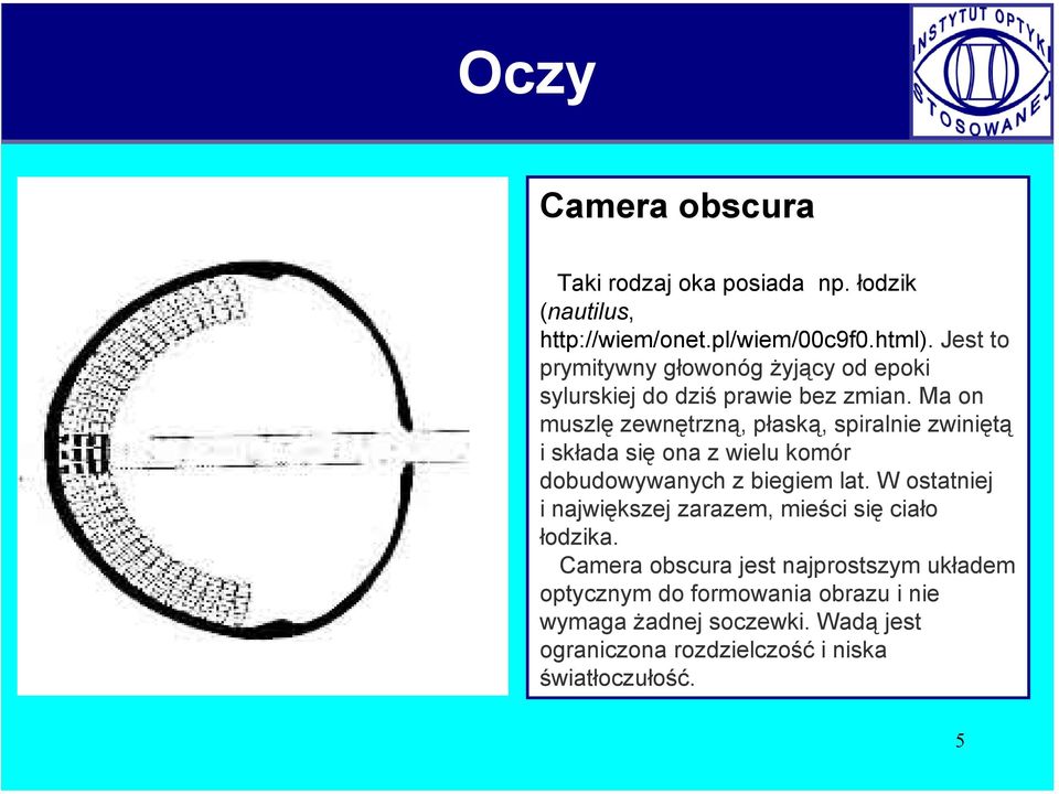 Ma on muszlę zewnętrzną, płaską, spiralnie zwiniętą iskłada się ona z wielu komór dobudowywanych z biegiem lat.