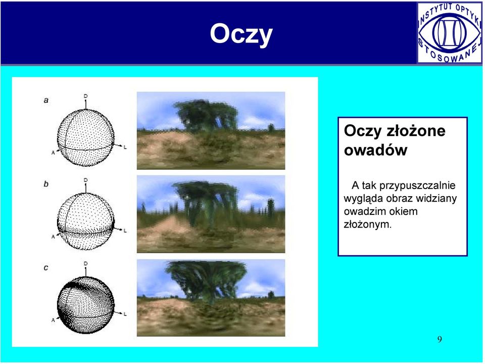 wygląda obraz widziany