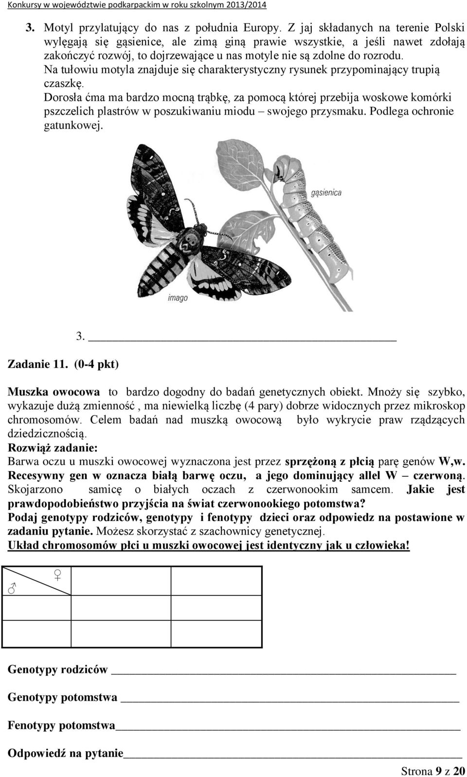 Na tułowiu motyla znajduje się charakterystyczny rysunek przypominający trupią czaszkę.