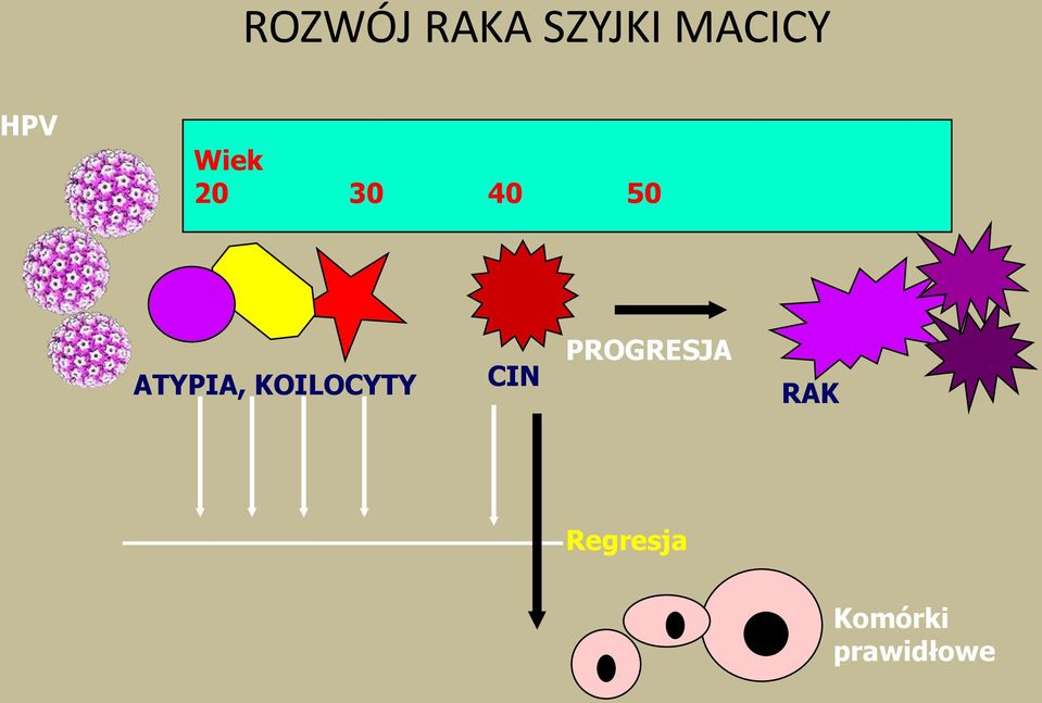 ATYPIA, KOILOCYTY CIN