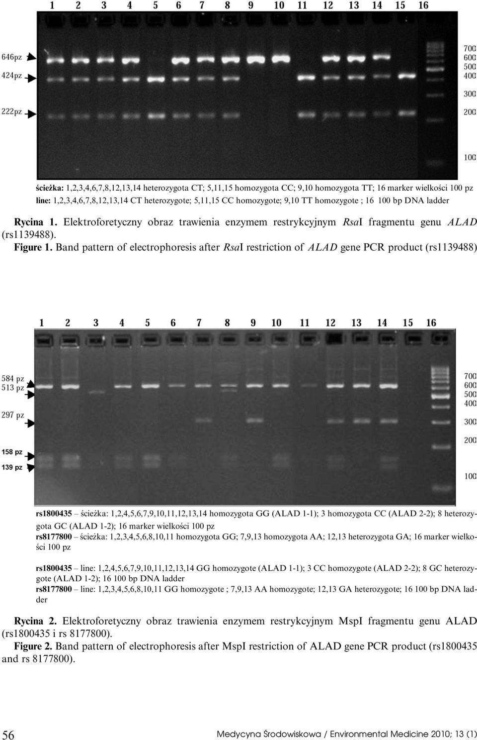 Band pattern of electrophoresis after RsaI restriction of ALAD gene PCR product (rs1139488) rs1800435 Êcie ka: 1,2,4,5,6,7,9,10,11,12,13,14 homozygota GG (ALAD 1-1); 3 homozygota CC (ALAD 2-2); 8