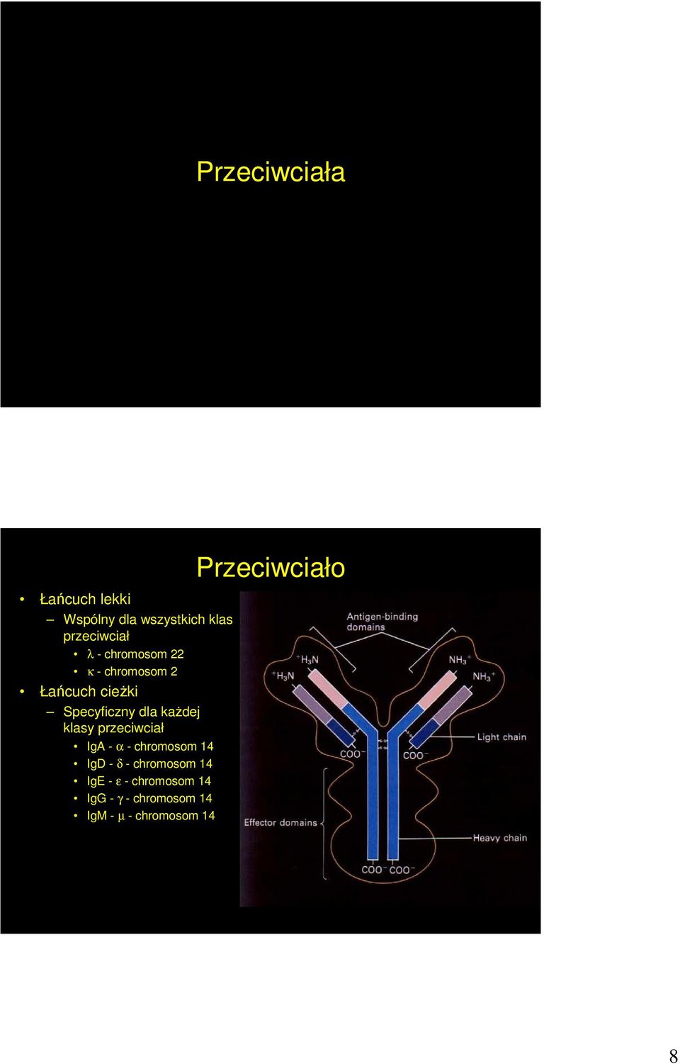 klasy przeciwciał IgA - α - chromosom 14 IgD - δ - chromosom 14 IgE - ε