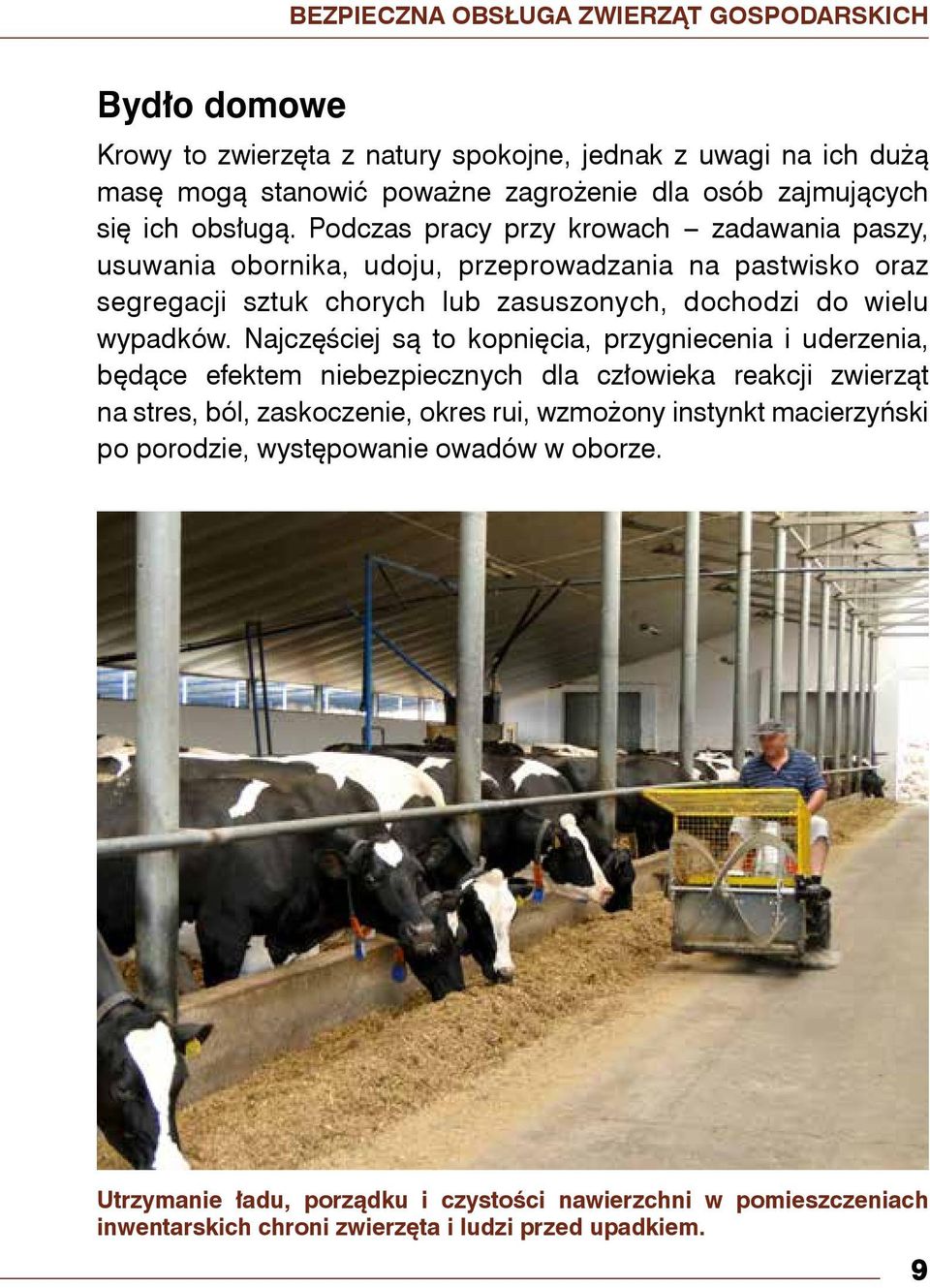 Podczas pracy przy krowach zadawania paszy, usuwania obornika, udoju, przeprowadzania na pastwisko oraz segregacji sztuk chorych lub zasuszonych, dochodzi do wielu wypadków.
