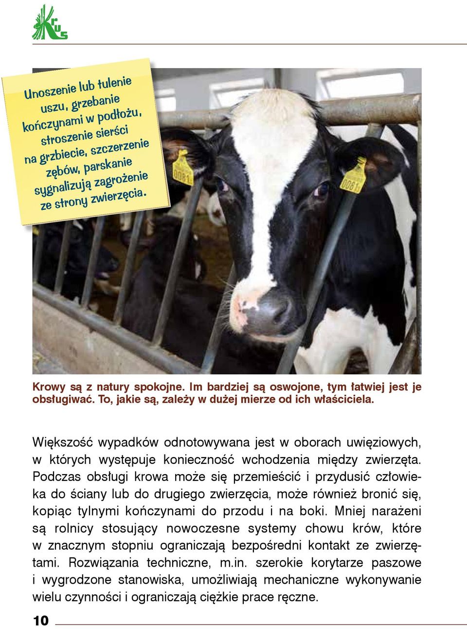 Większość wypadków odnotowywana jest w oborach uwięziowych, w których występuje konieczność wchodzenia między zwierzęta.