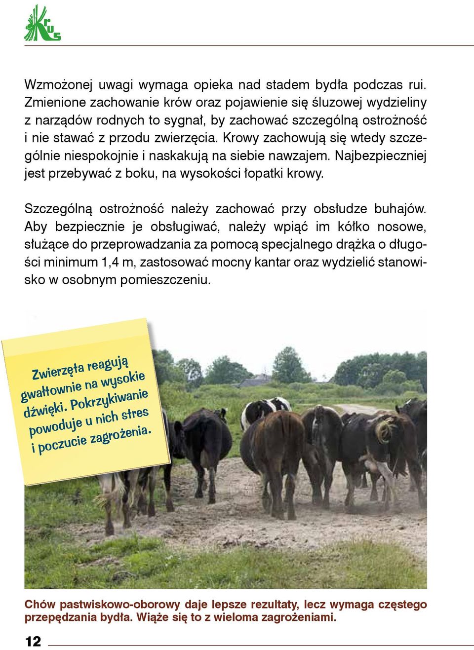 Krowy zachowują się wtedy szczególnie niespokojnie i naskakują na siebie nawzajem. Najbezpieczniej jest przebywać z boku, na wysokości łopatki krowy.
