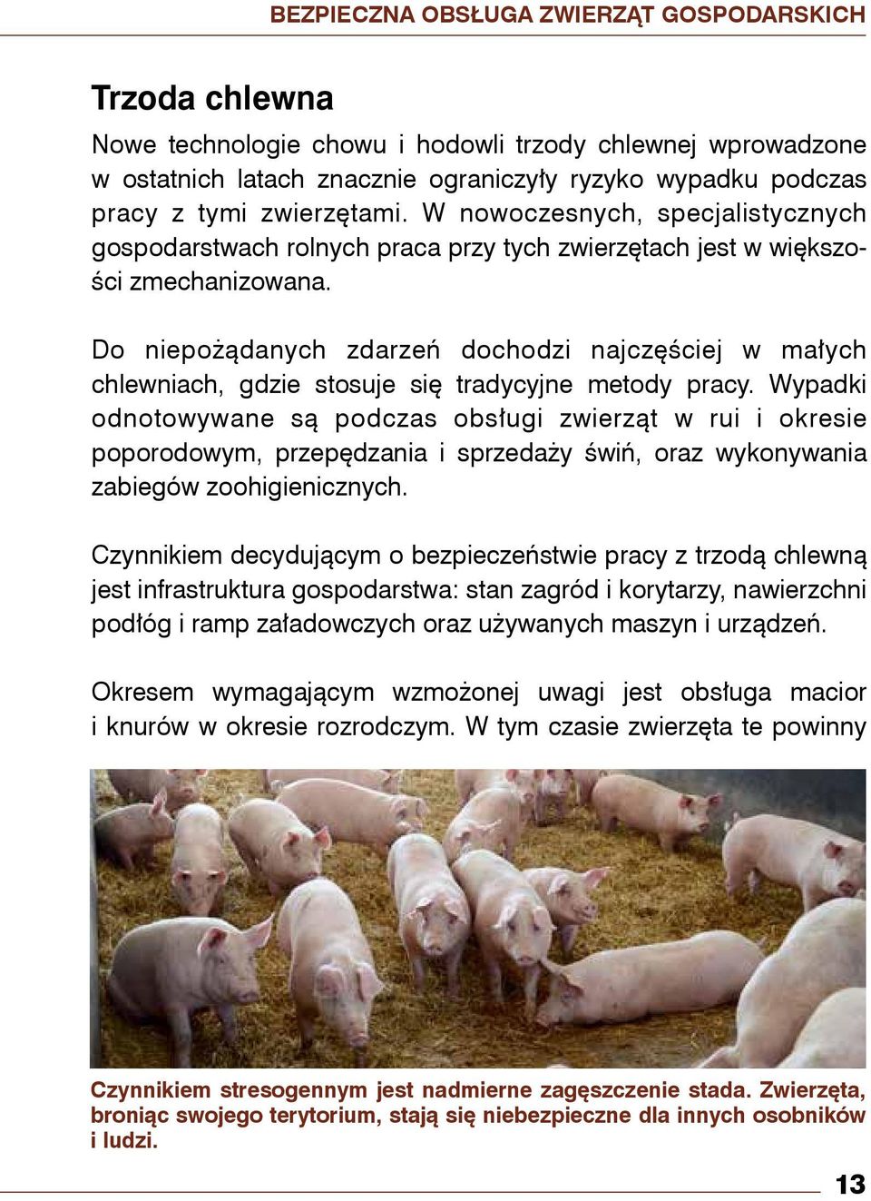 Do niepożądanych zdarzeń dochodzi najczęściej w małych chlewniach, gdzie stosuje się tradycyjne metody pracy.