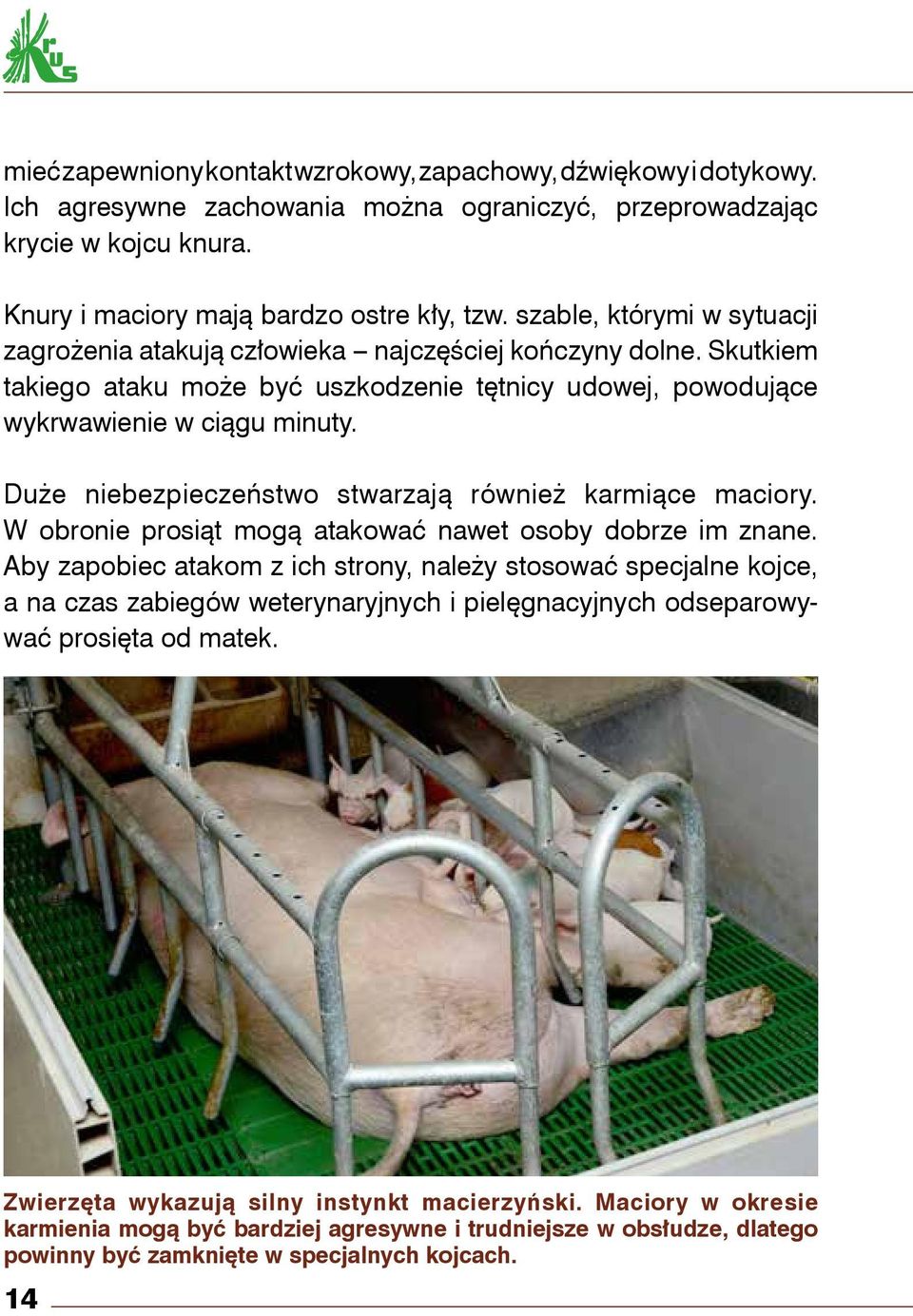 Duże niebezpieczeństwo stwarzają również karmiące maciory. W obronie prosiąt mogą atakować nawet osoby dobrze im znane.