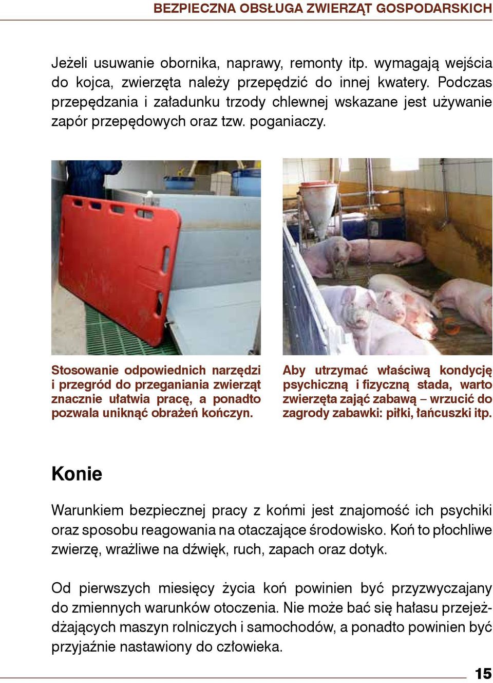 Stosowanie odpowiednich narzędzi i przegród do przeganiania zwierząt znacznie ułatwia pracę, a ponadto pozwala uniknąć obrażeń kończyn.
