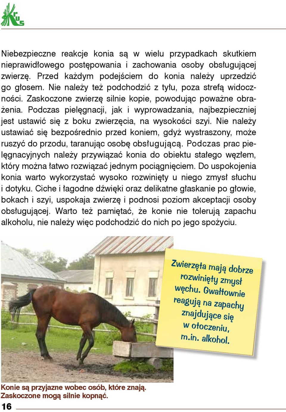 Podczas pielęgnacji, jak i wyprowadzania, najbezpieczniej jest ustawić się z boku zwierzęcia, na wysokości szyi.