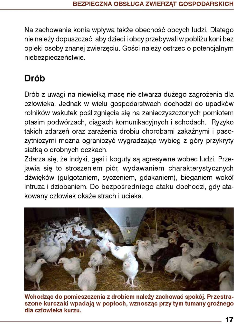 Drób Drób z uwagi na niewielką masę nie stwarza dużego zagrożenia dla człowieka.