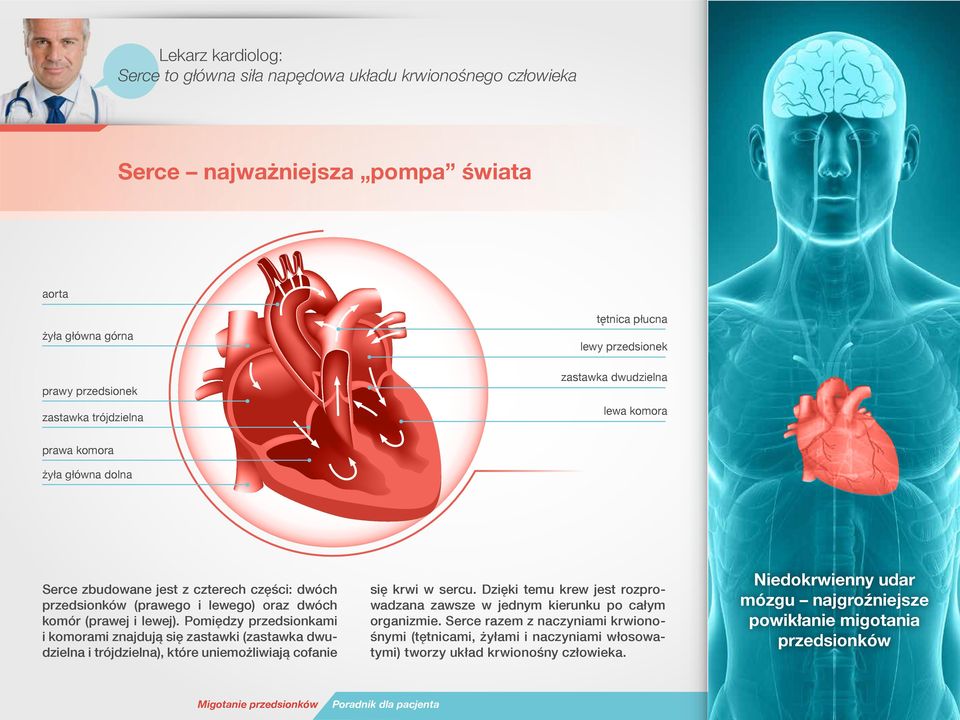 (prawej i lewej). Pomiędzy przedsionkami i komorami znajdują się zastawki (zastawka dwudzielna i trójdzielna), które uniemożliwiają cofanie się krwi w sercu.