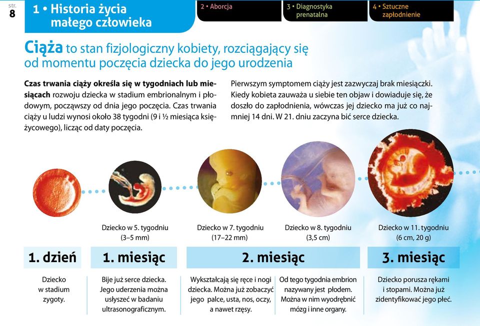 Czas trwania ciąży u ludzi wynosi około 38 tygodni (9 i ½ miesiąca księżycowego), licząc od daty poczęcia. Pierwszym symptomem ciąży jest zazwyczaj brak miesiączki.