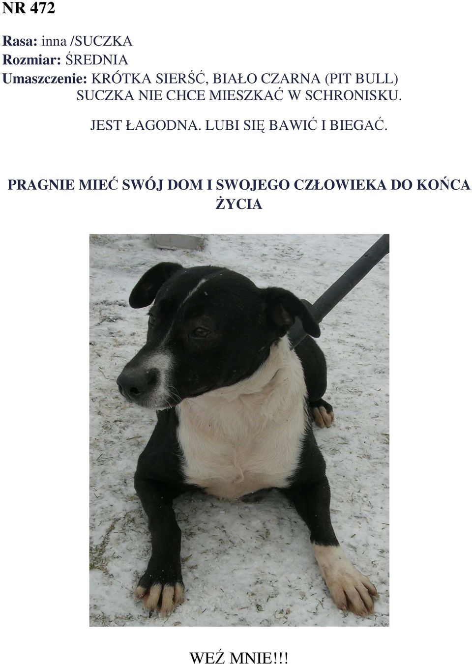 (PIT BULL) SUCZKA NIE CHCE MIESZKAĆ W