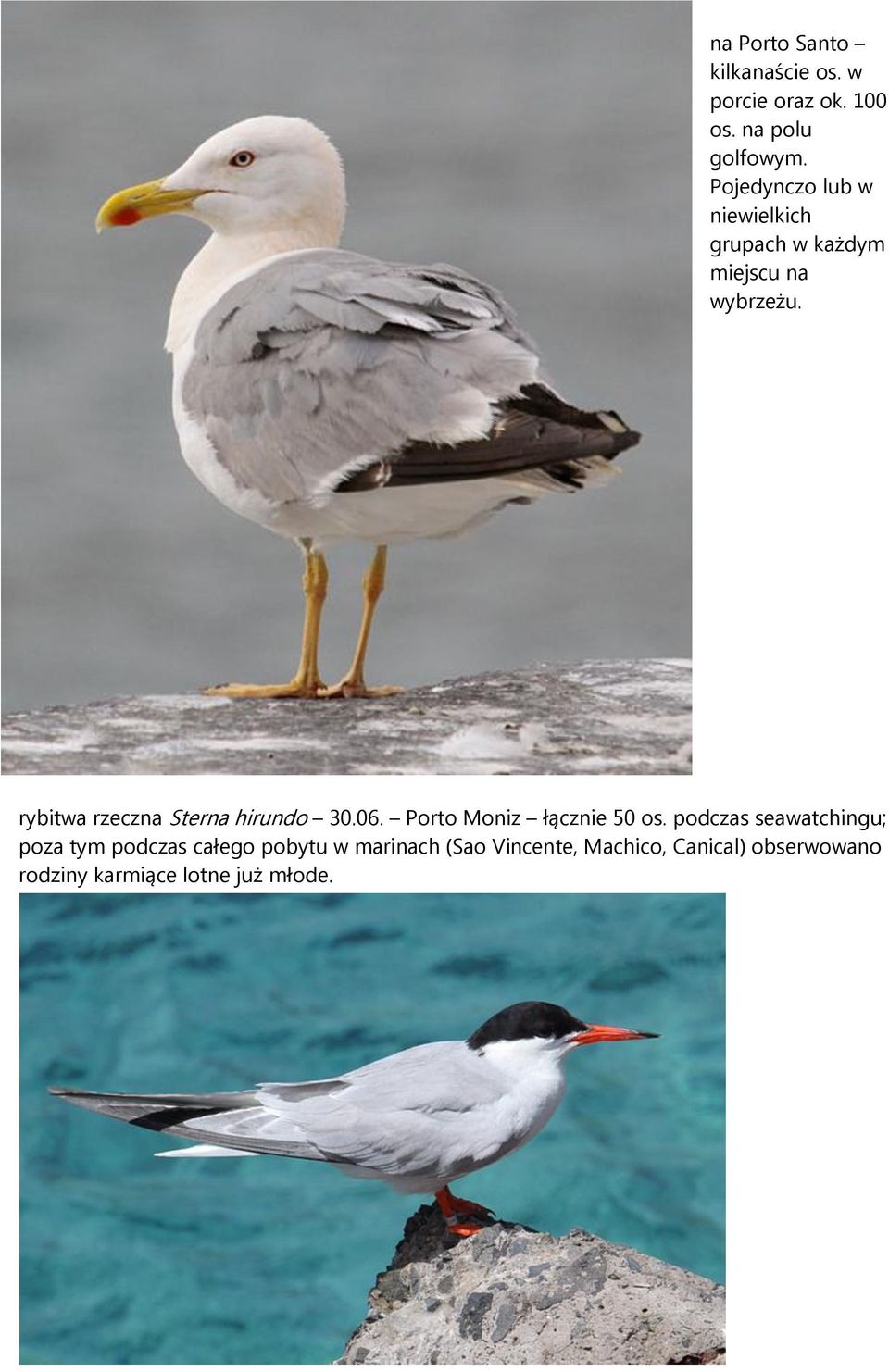 rybitwa rzeczna Sterna hirundo 30.06. Porto Moniz łącznie 50 os.