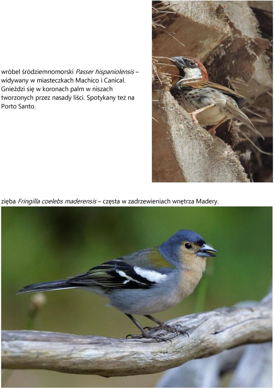 Gnieździ się w koronach palm w niszach tworzonych przez nasady