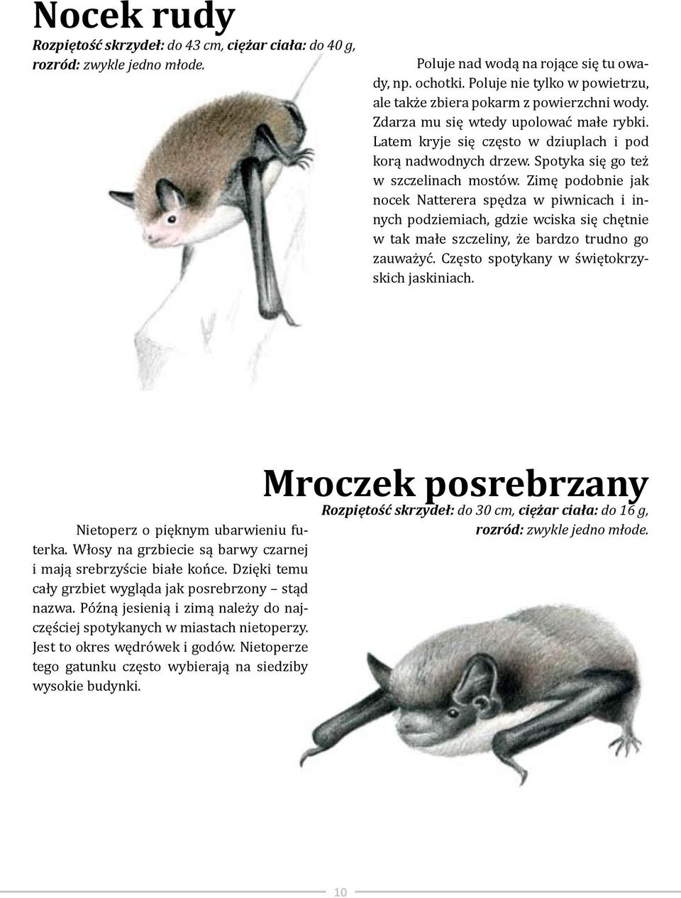 Spotyka się go też w szczelinach mostów. Zimę podobnie jak nocek Natterera spędza w piwnicach i innych podziemiach, gdzie wciska się chętnie w tak małe szczeliny, że bardzo trudno go zauważyć.