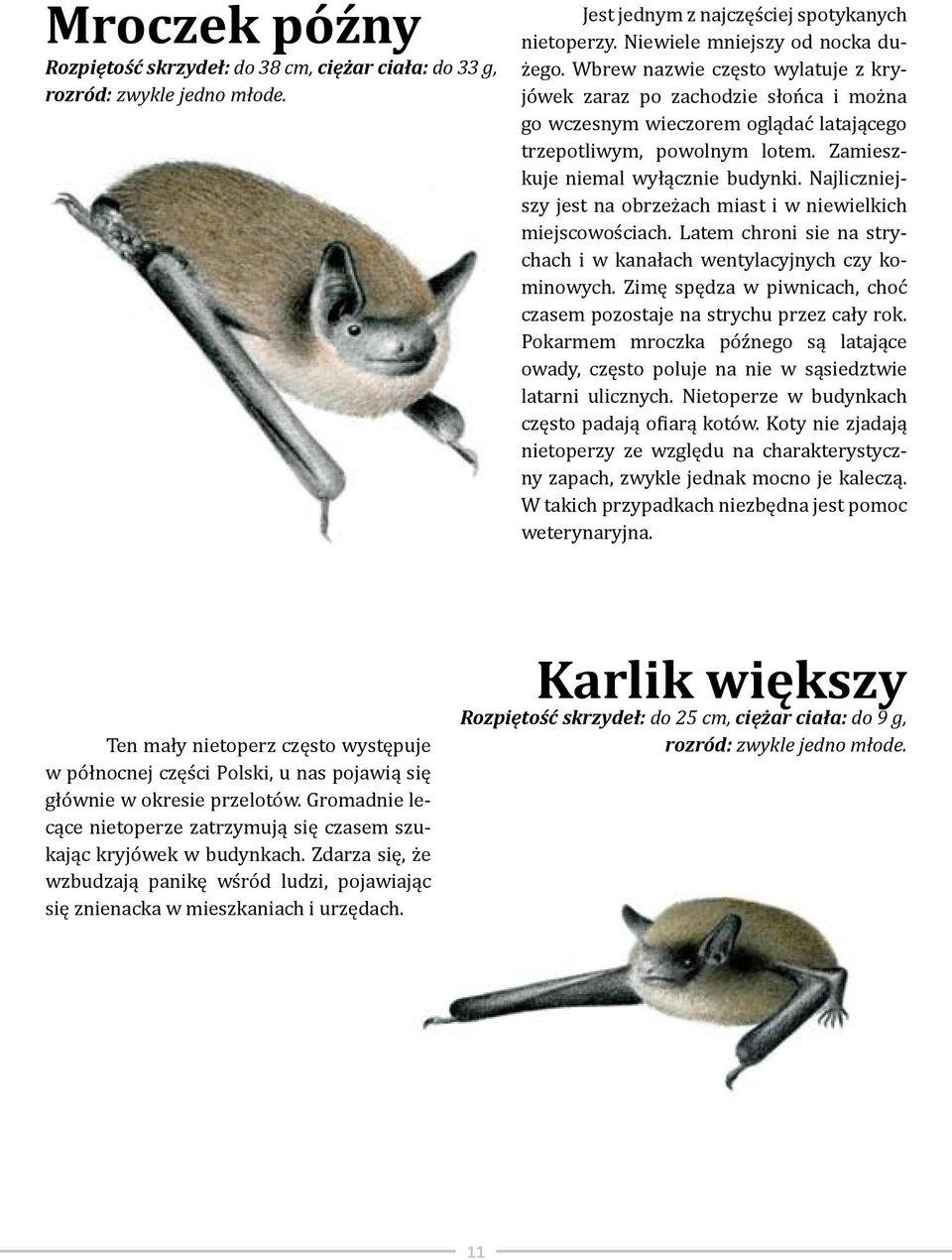 Najliczniejszy jest na obrzeżach miast i w niewielkich miejscowościach. Latem chroni sie na strychach i w kanałach wentylacyjnych czy kominowych.