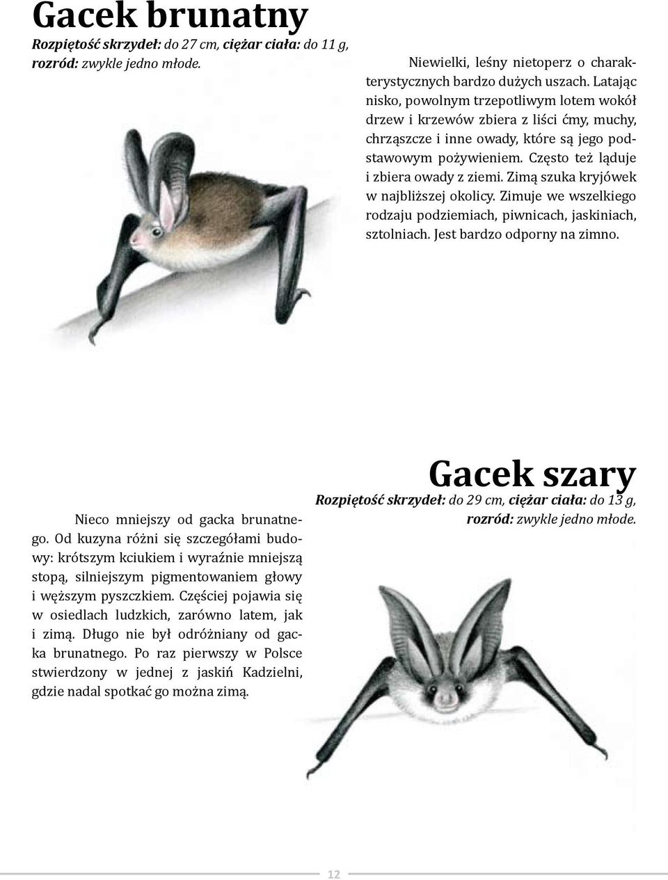 Zimą szuka kryjówek w najbliższej okolicy. Zimuje we wszelkiego rodzaju podziemiach, piwnicach, jaskiniach, sztolniach. Jest bardzo odporny na zimno. Nieco mniejszy od gacka brunatnego.