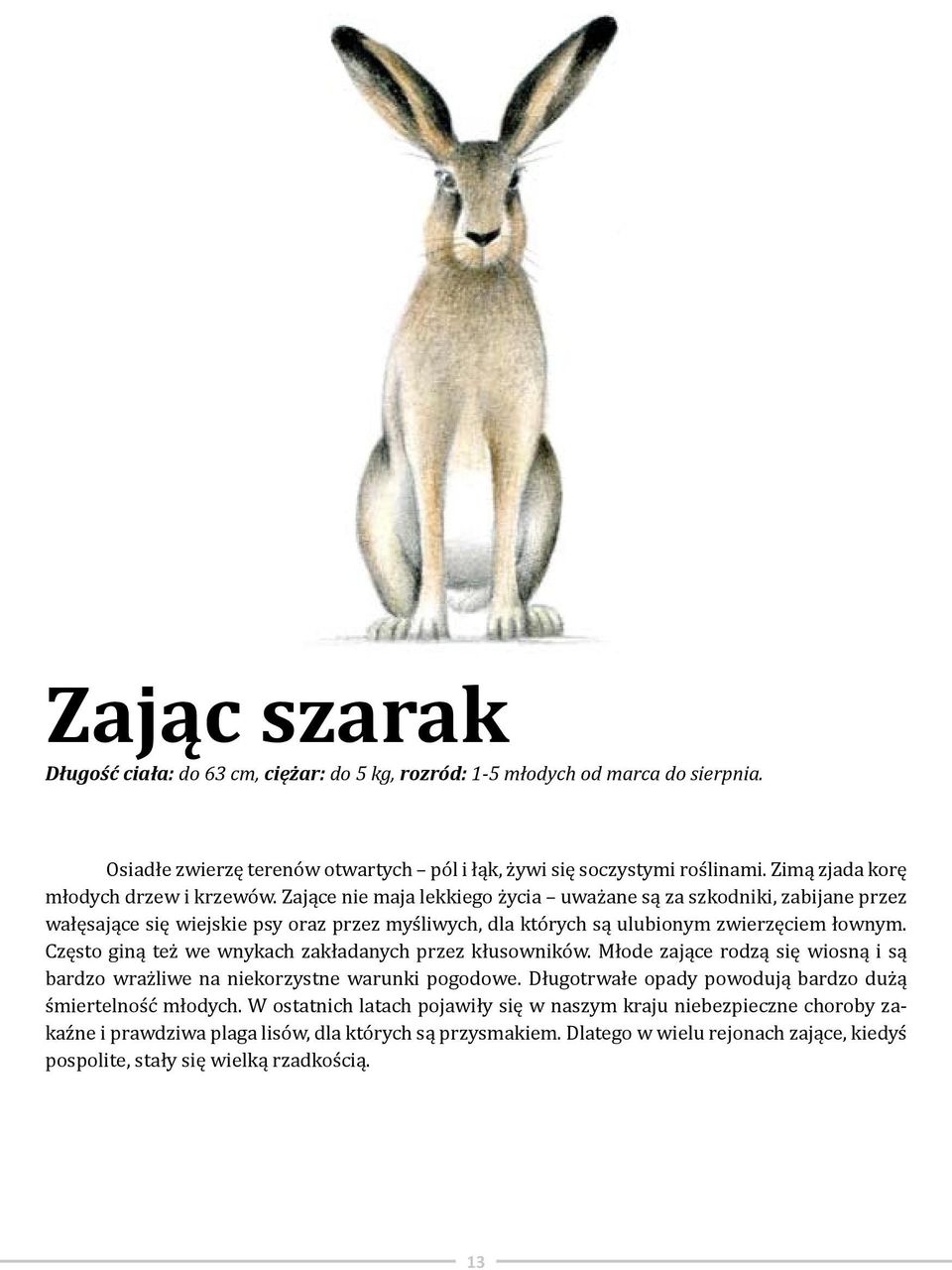 Zające nie maja lekkiego życia uważane są za szkodniki, zabijane przez wałęsające się wiejskie psy oraz przez myśliwych, dla których są ulubionym zwierzęciem łownym.