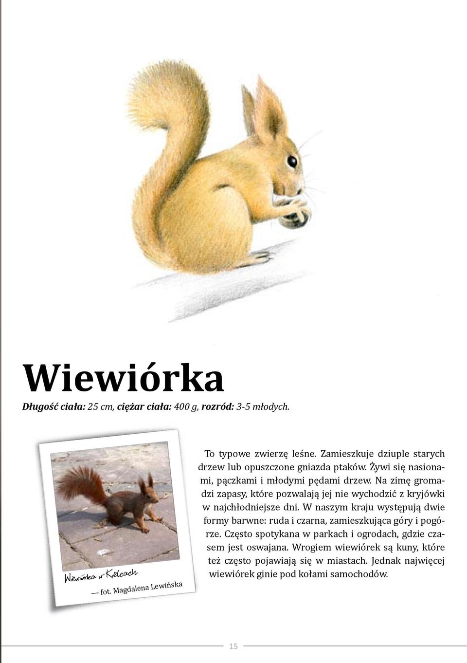 Na zimę gromadzi zapasy, które pozwalają jej nie wychodzić z kryjówki w najchłodniejsze dni.
